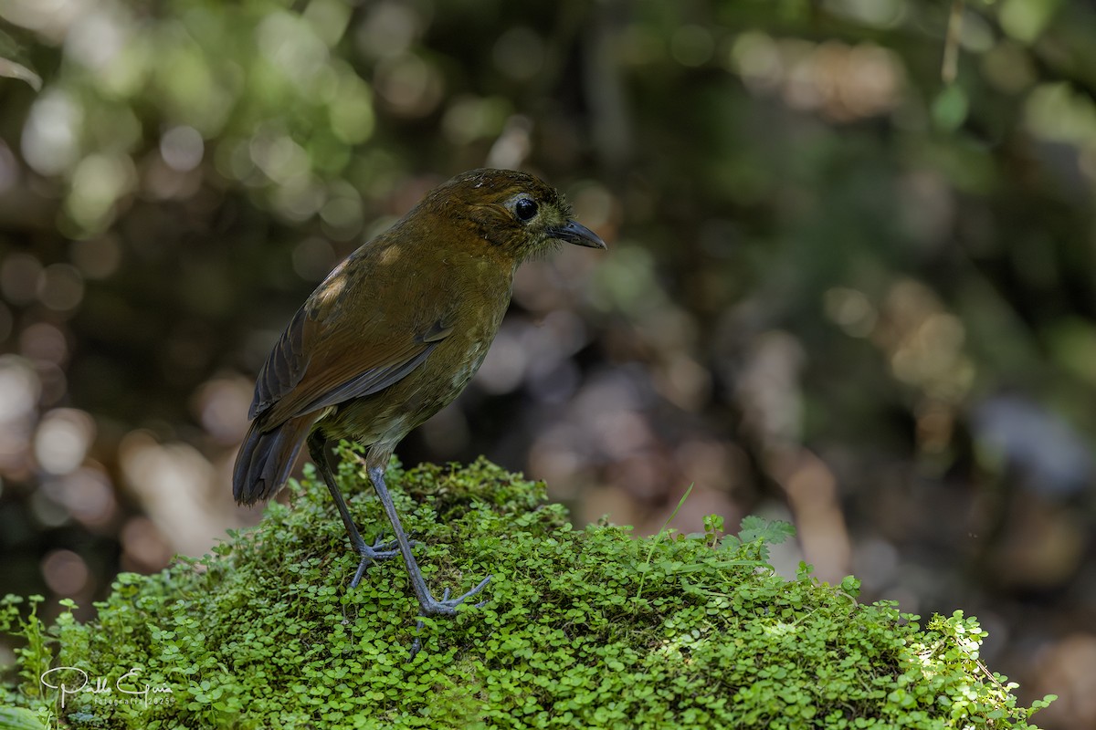 Brown-banded Antpitta - ML640737186