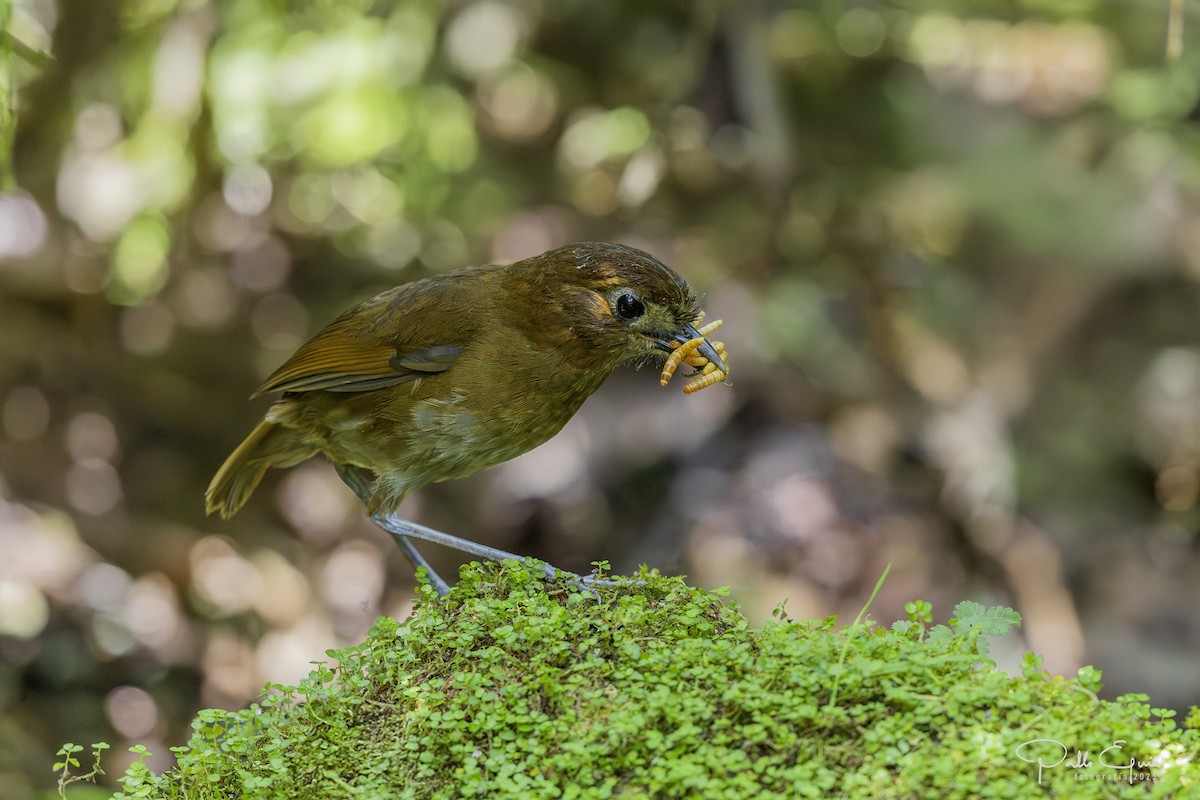 Brown-banded Antpitta - ML640737187