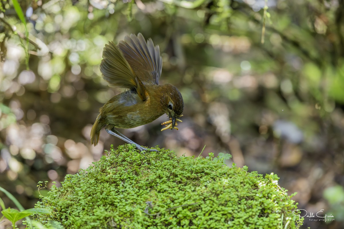 Brown-banded Antpitta - ML640737188