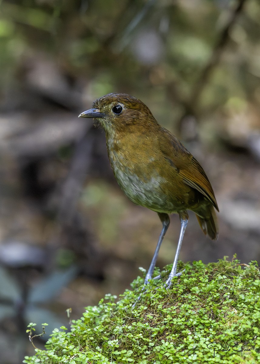 Brown-banded Antpitta - ML640737189