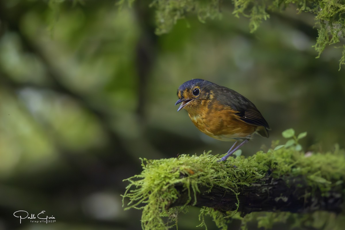Slate-crowned Antpitta - ML640737198