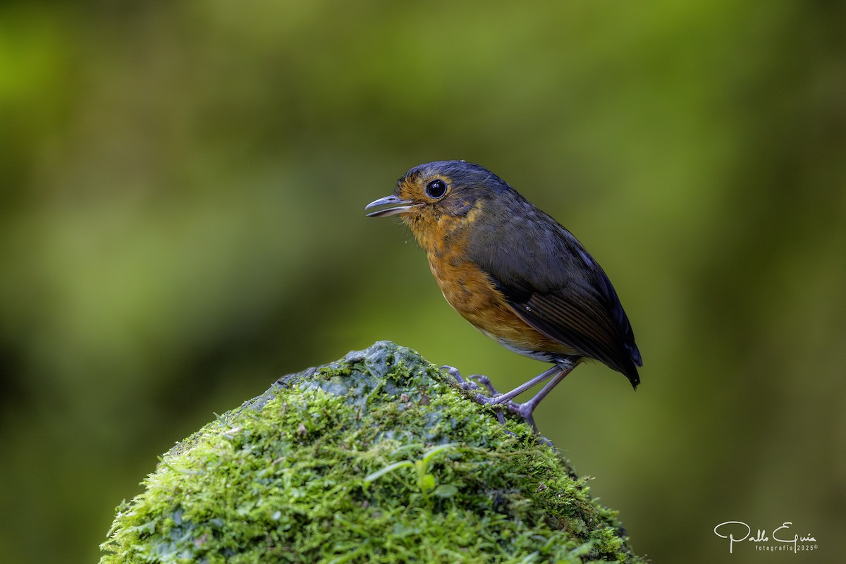 Slate-crowned Antpitta - ML640737199