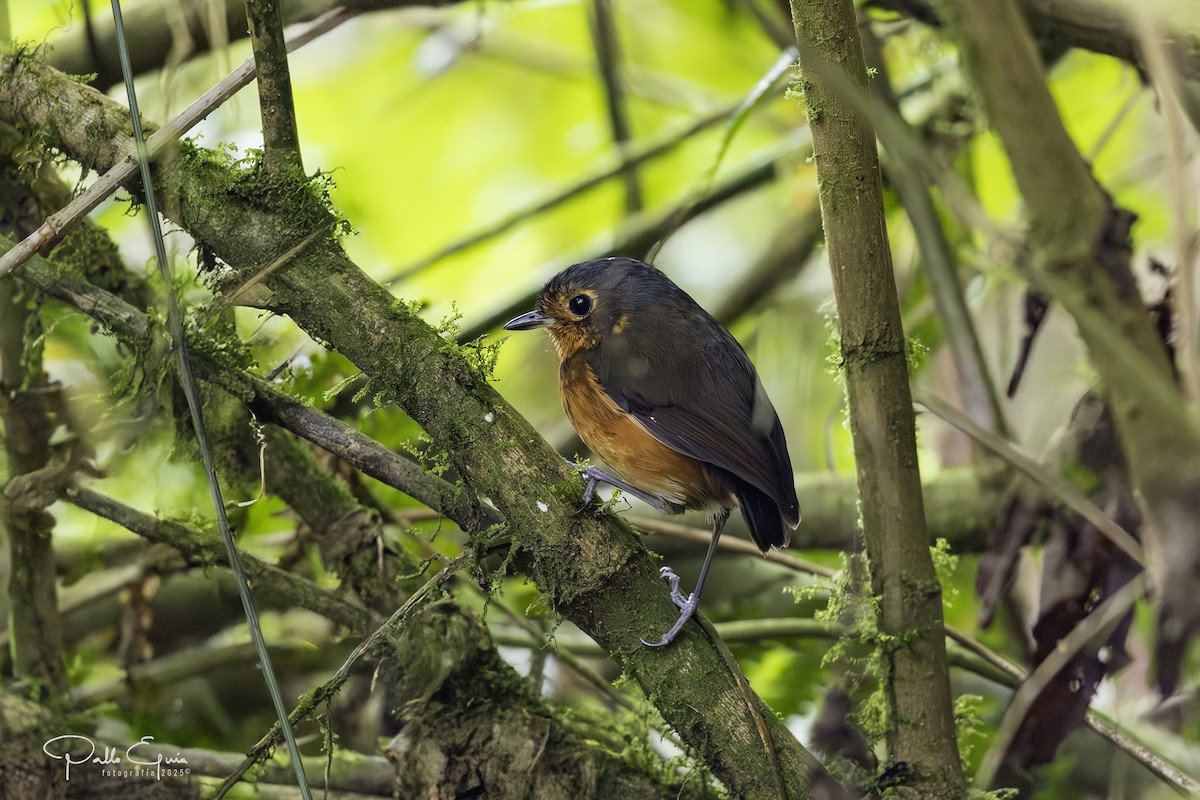 Slate-crowned Antpitta - ML640737200