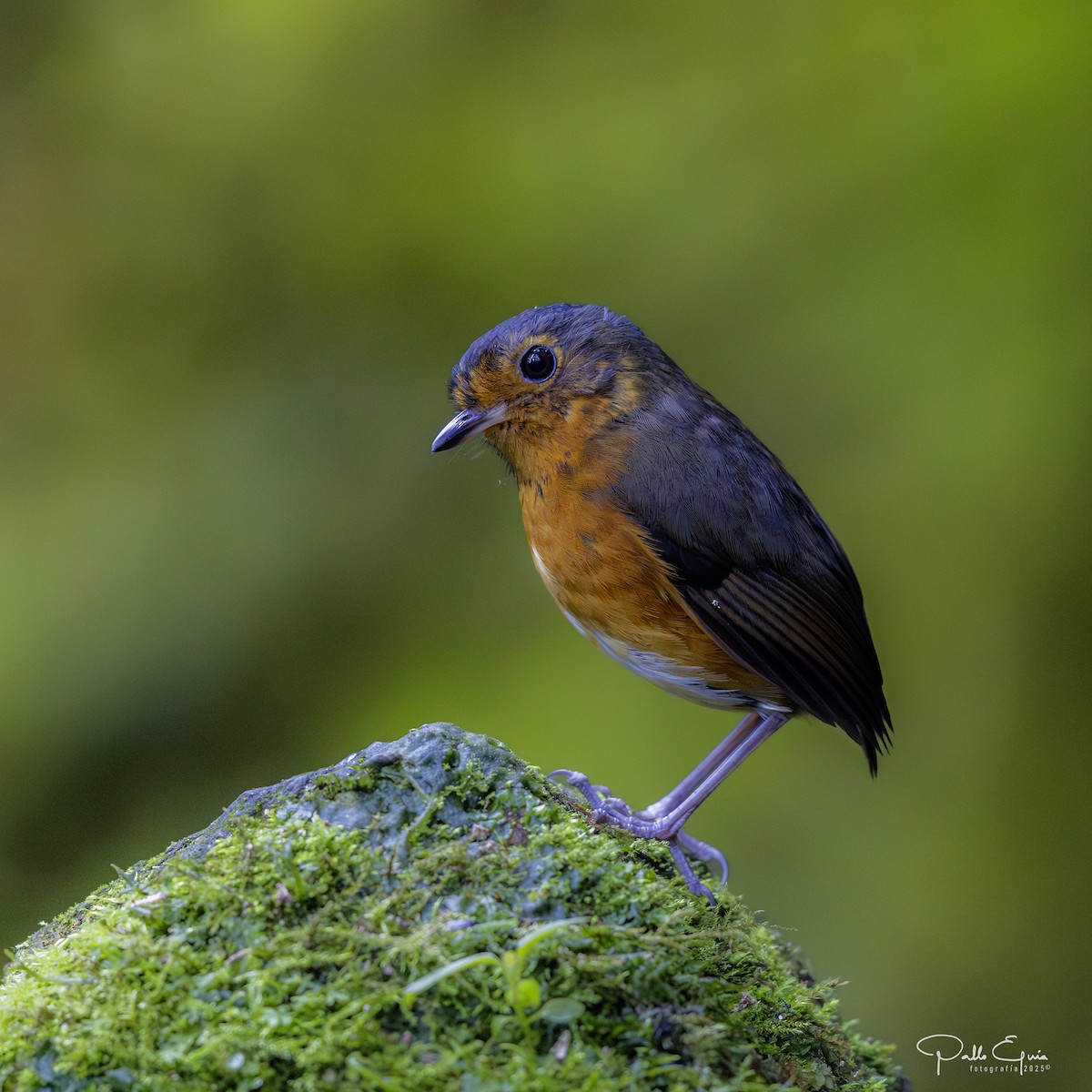 Slate-crowned Antpitta - ML640737201