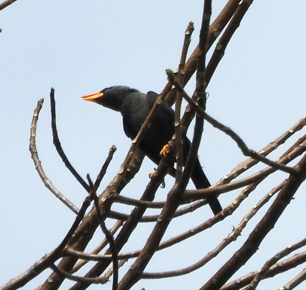 Finch-billed Myna - ML640737207
