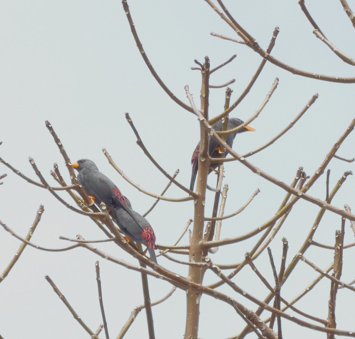 Finch-billed Myna - ML640737208