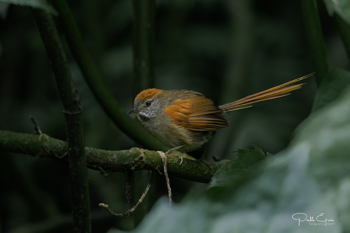 Azara's Spinetail - ML640737215