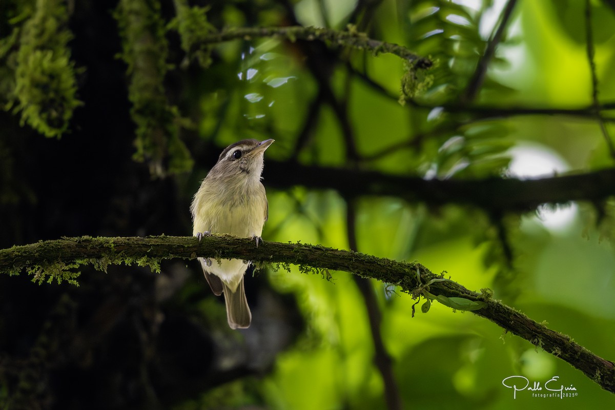 Braunkappenvireo - ML640737223