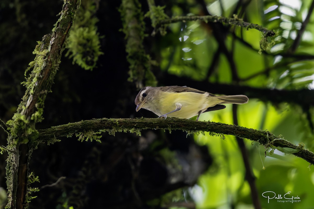 Braunkappenvireo - ML640737224
