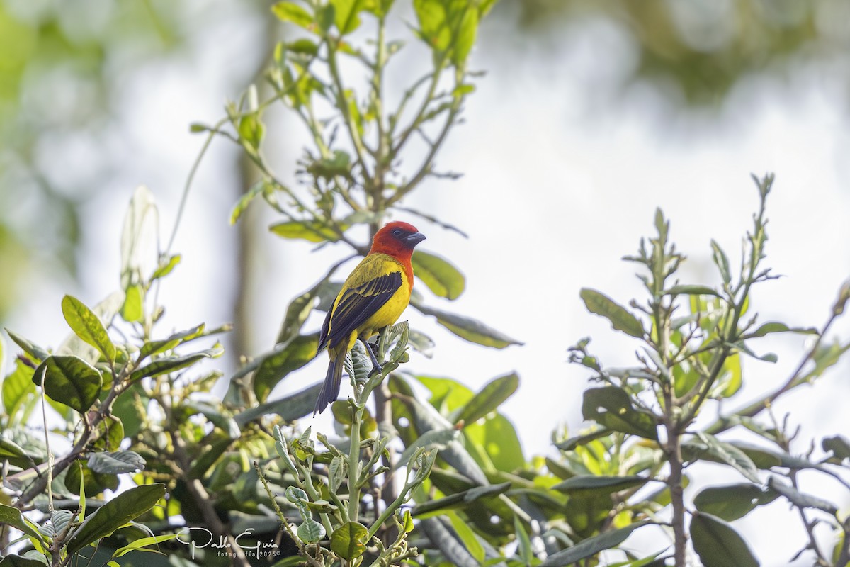 Red-hooded Tanager - ML640737255