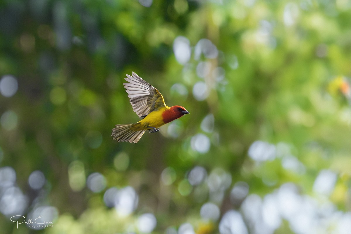 Red-hooded Tanager - ML640737256