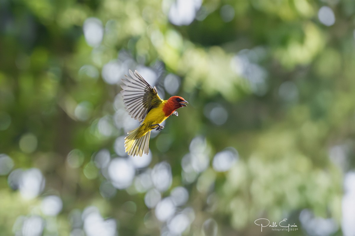 Red-hooded Tanager - ML640737257