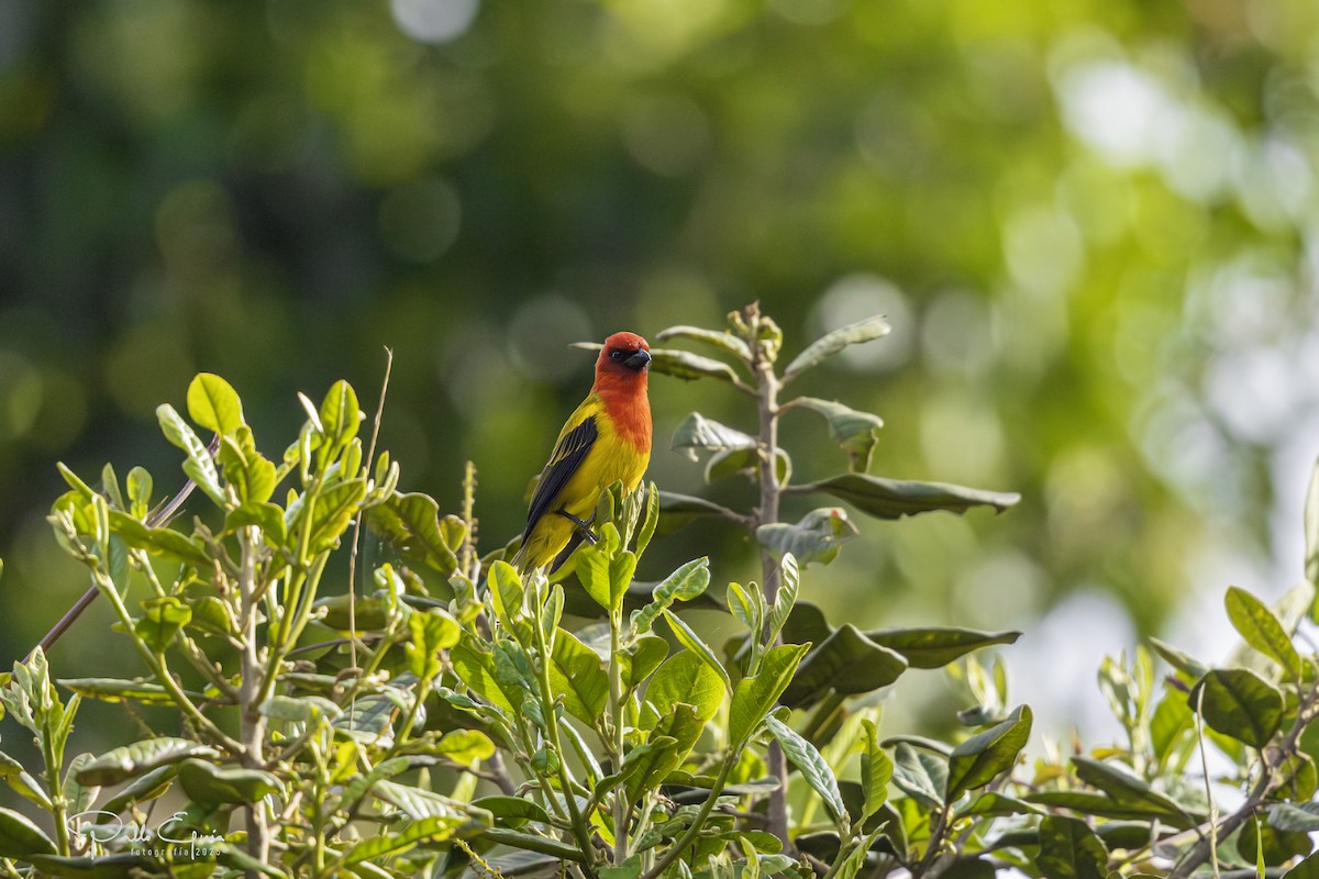 Red-hooded Tanager - ML640737258