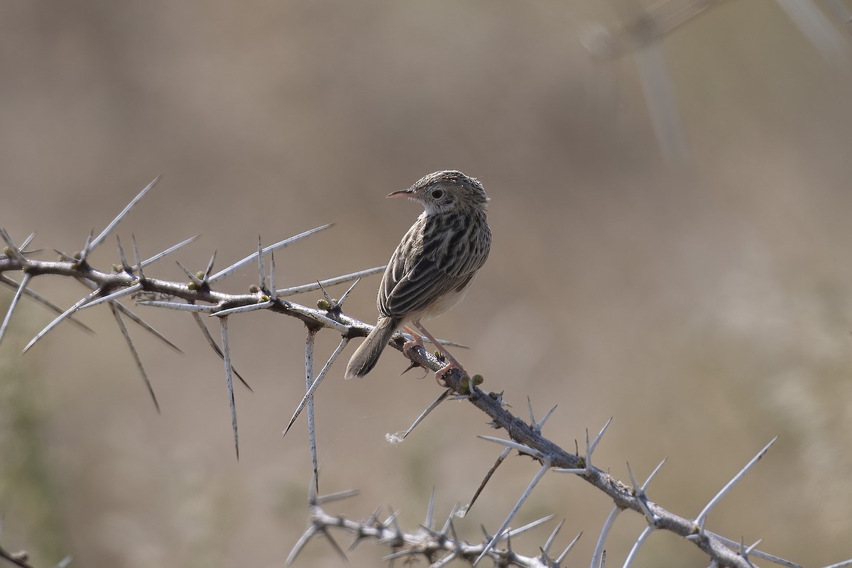 Desert Cisticola - ML640737270