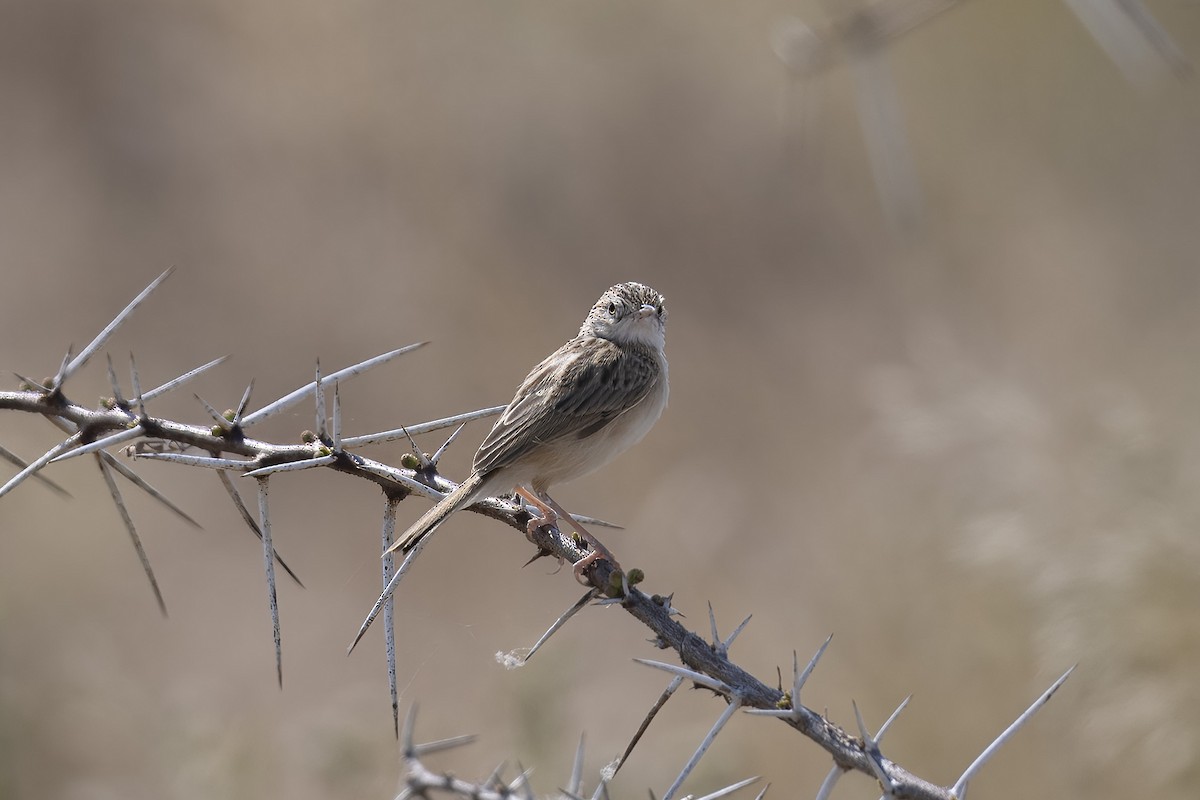 Desert Cisticola - ML640737271