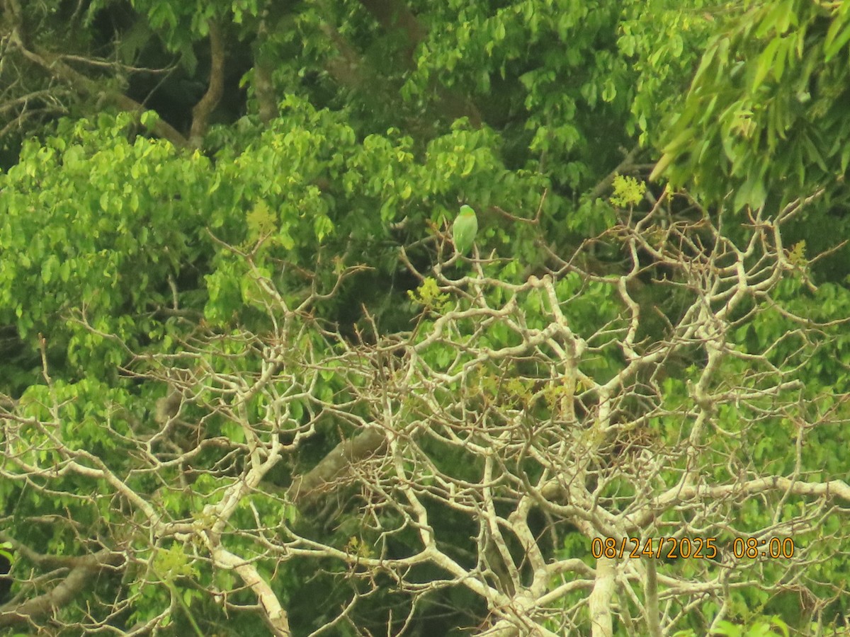 Yellow-breasted Racquet-tail - ML640737382