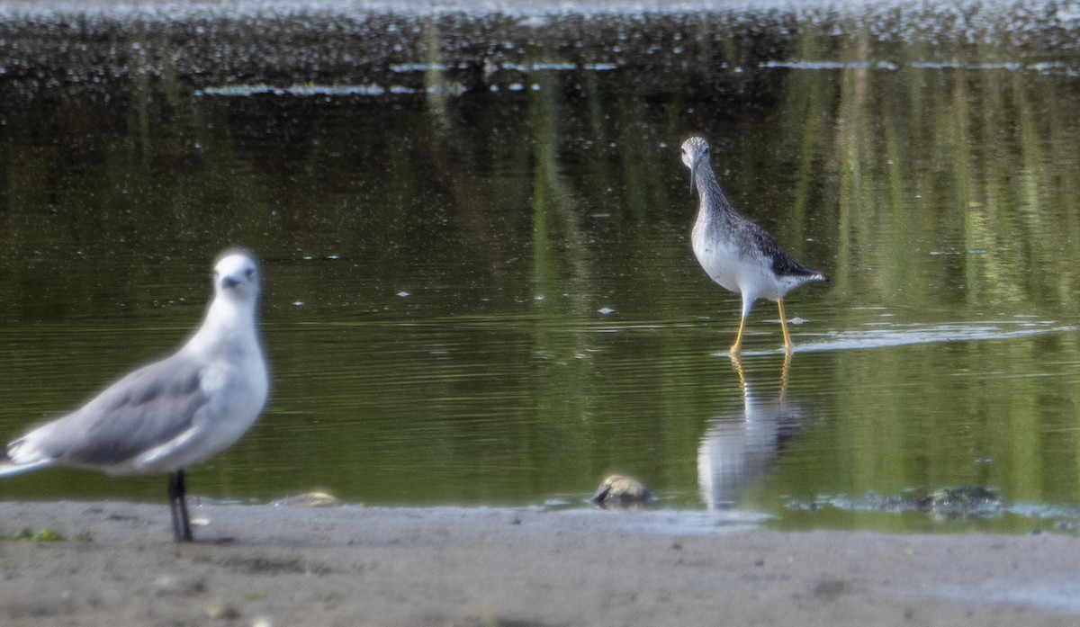 Greater Yellowlegs - ML640737383