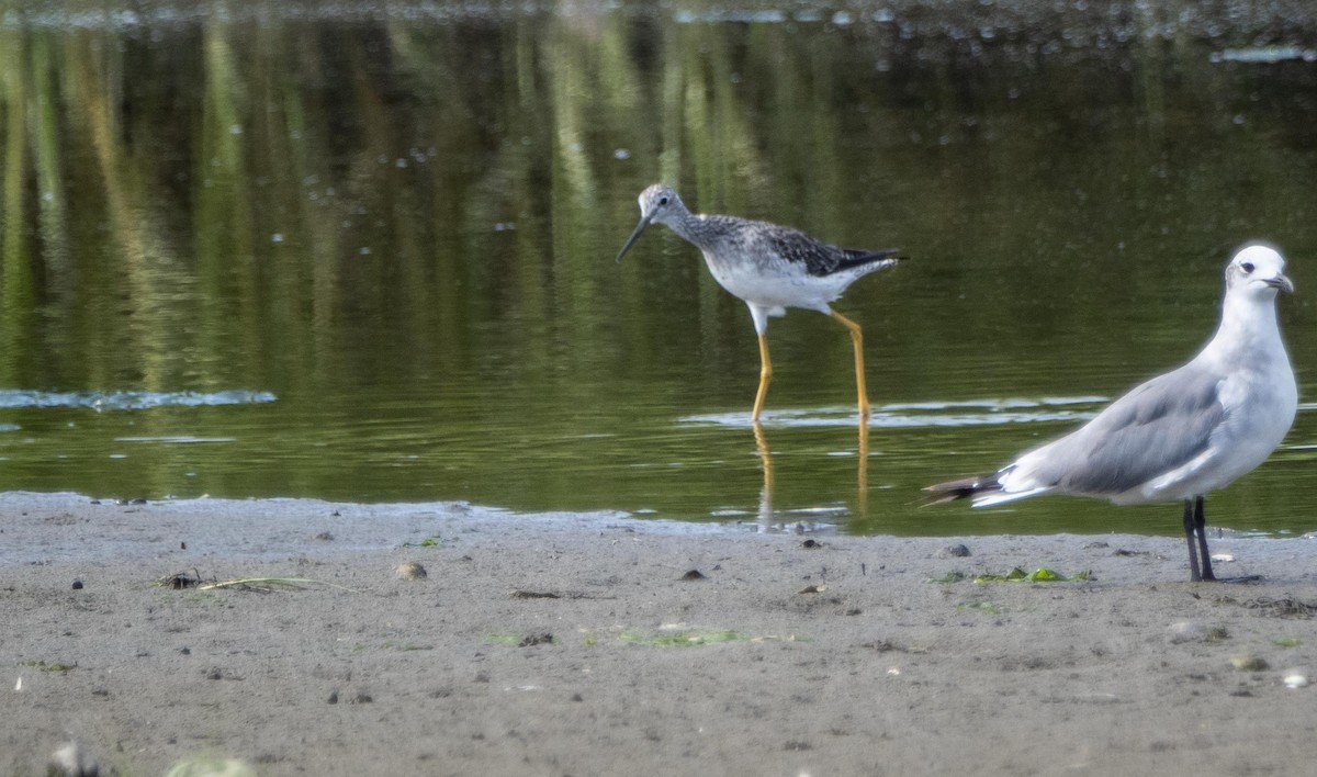 Greater Yellowlegs - ML640737384