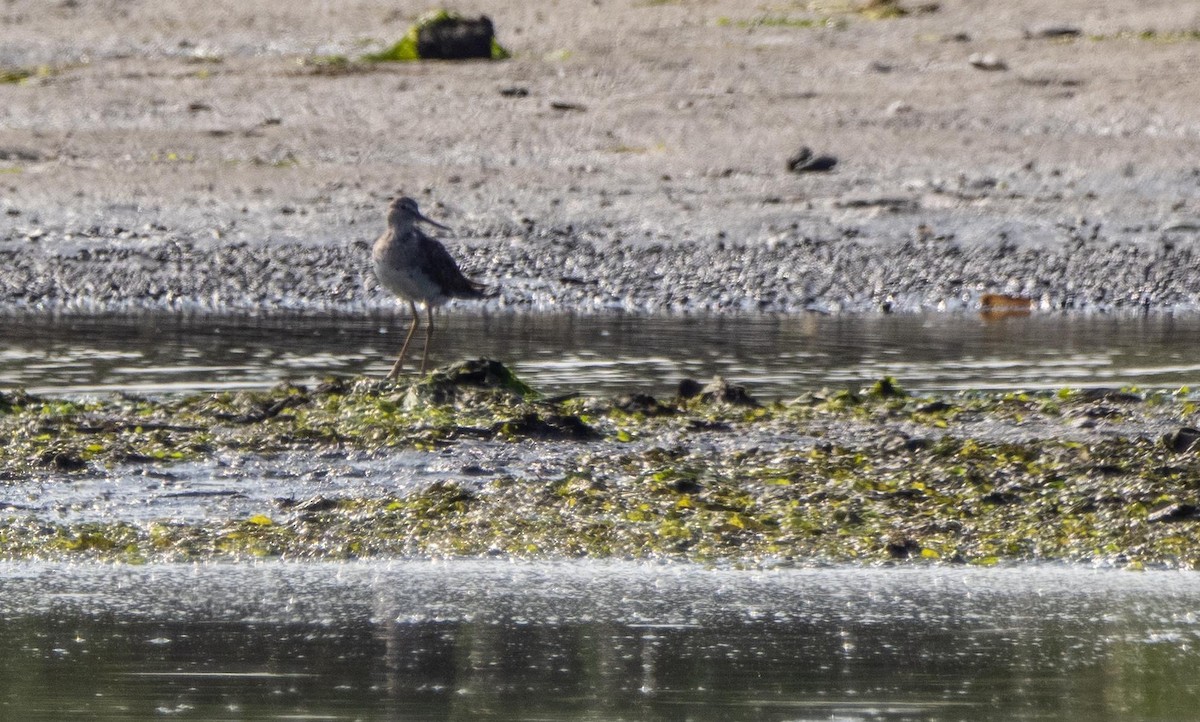 Greater Yellowlegs - ML640737385