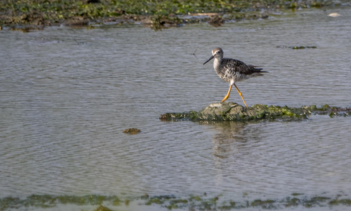 Greater Yellowlegs - ML640737386