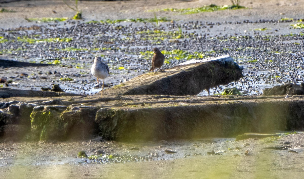 Greater Yellowlegs - ML640737387