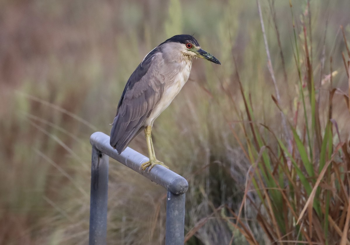 Black-crowned Night Heron - ML640737572