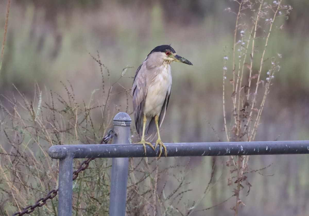 Black-crowned Night Heron - ML640737573