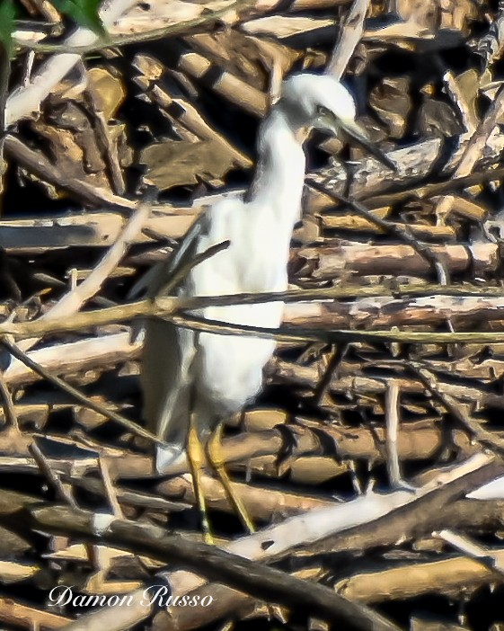 Little Blue Heron - ML640737577