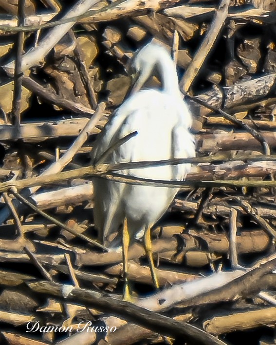 Little Blue Heron - ML640737578