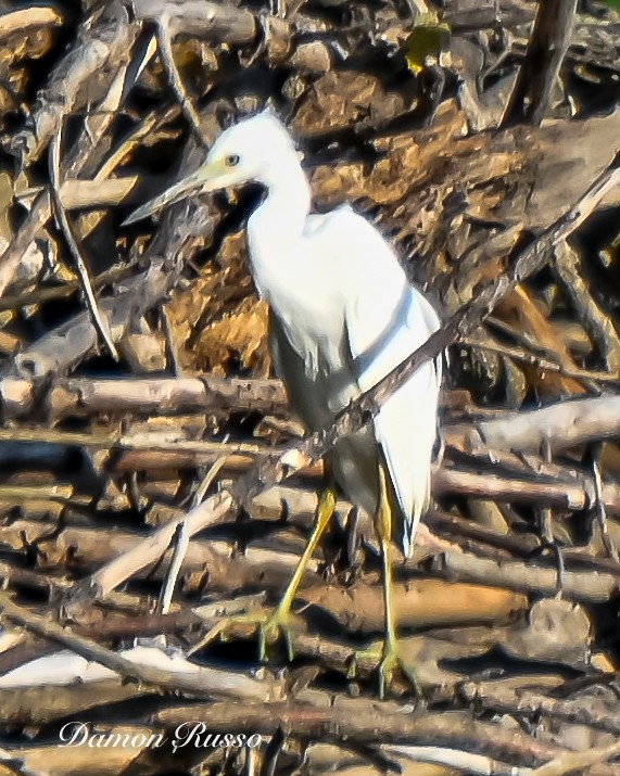 Little Blue Heron - ML640737579