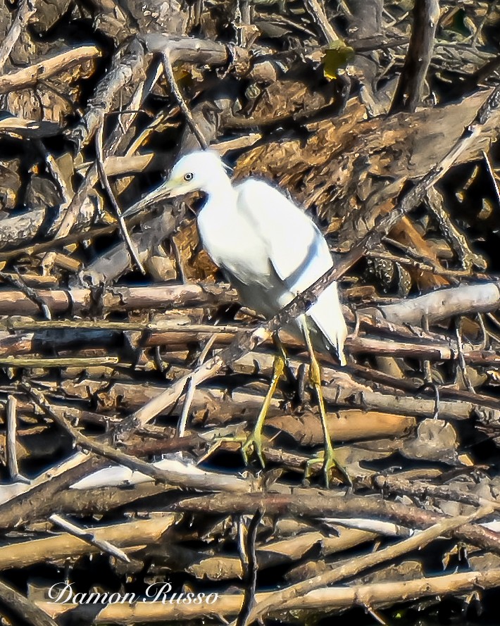 Little Blue Heron - ML640737580