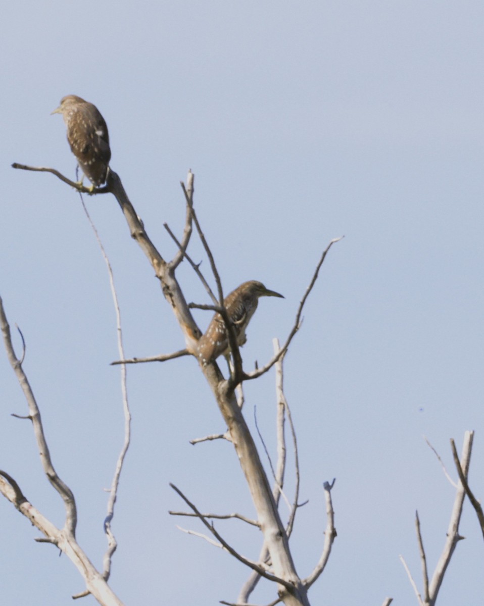 Black-crowned Night Heron - ML640737587