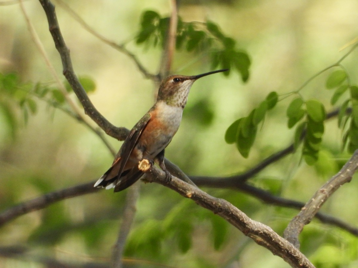 eBird Checklist - 23 Aug 2025 - Griffin Riley home - 23 species