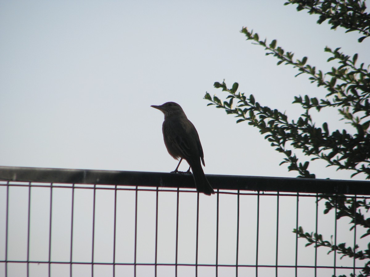 Great Shrike-Tyrant - ML640737605