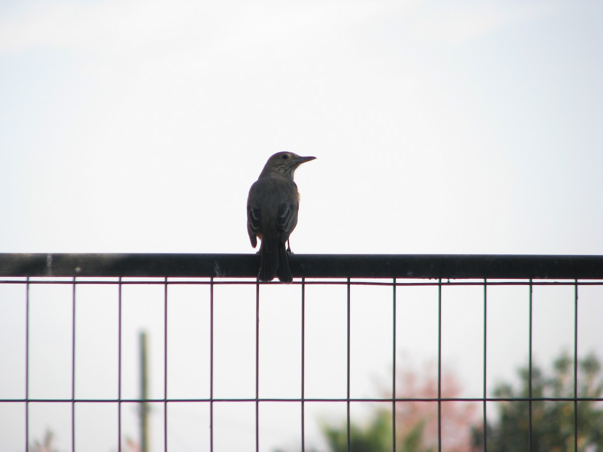 Great Shrike-Tyrant - ML640737606