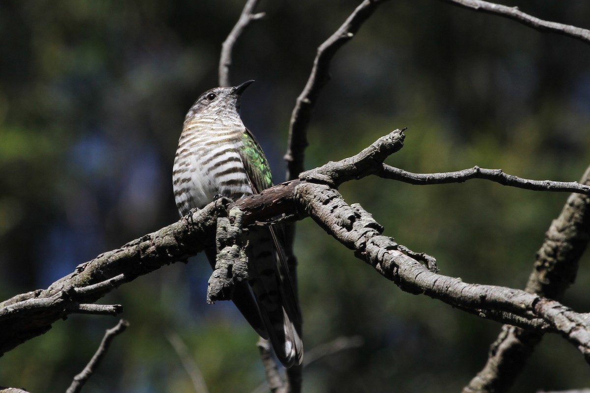 Shining Bronze-Cuckoo - ML640737736