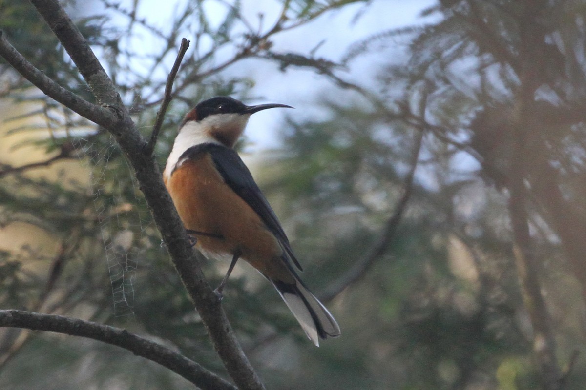 Eastern Spinebill - ML640737741