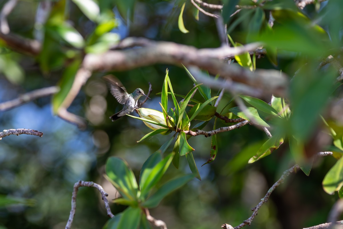 Mangrove Hummingbird - ML640737744