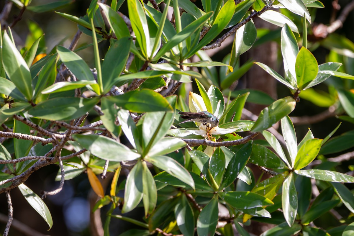 Mangrove Hummingbird - ML640737746