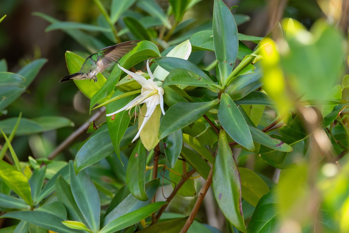Mangrove Hummingbird - ML640737747