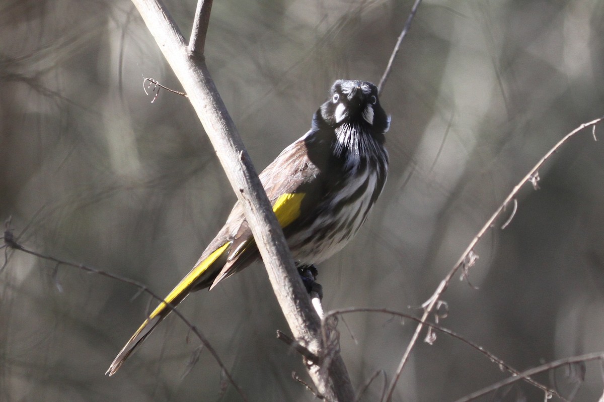 New Holland Honeyeater - ML640737750