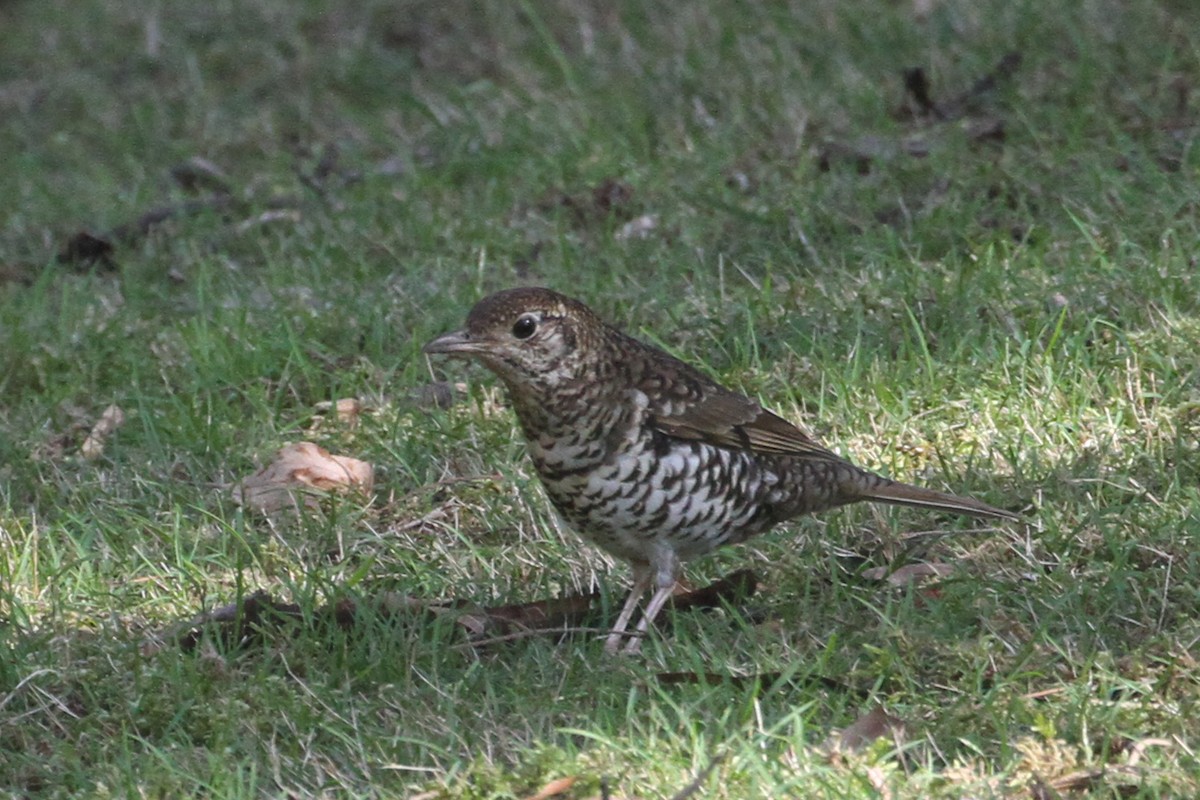 Bassian Thrush - ML640737755