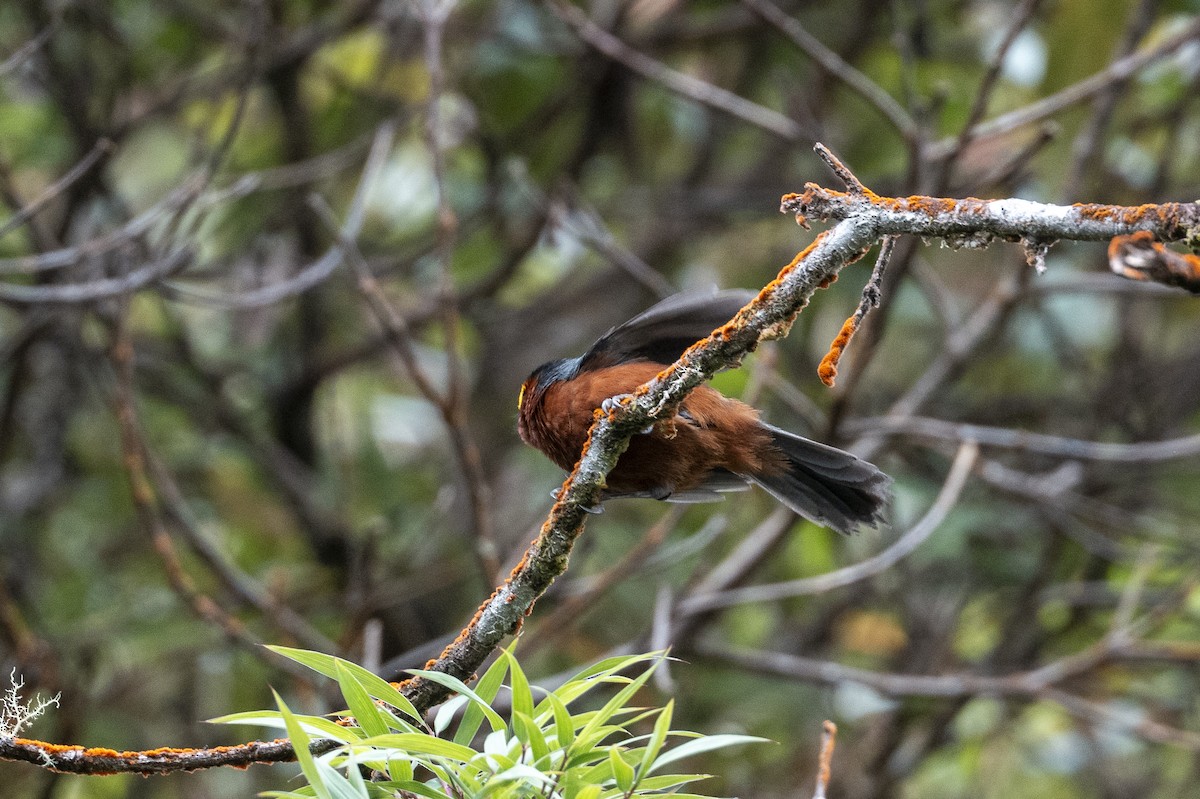 ズキンコウカンチョウ - ML640737816