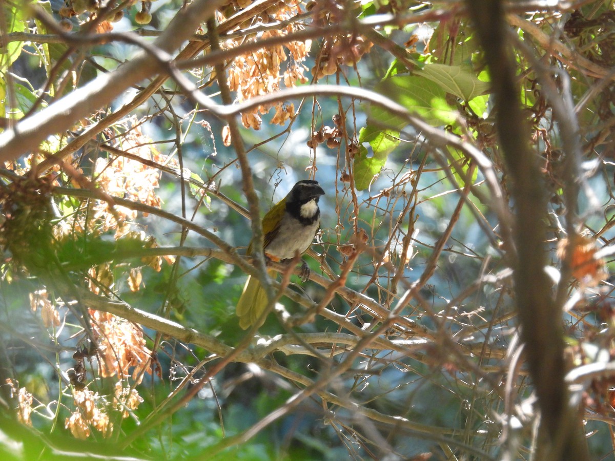 Black-headed Saltator - ML640737826