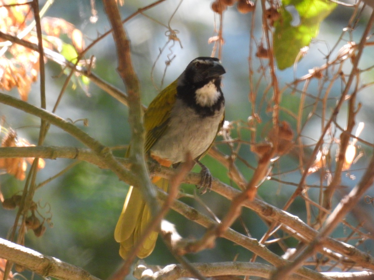 Black-headed Saltator - ML640737827