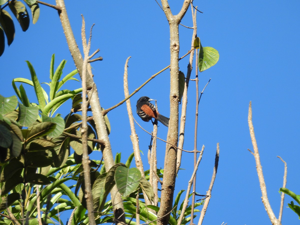 Orchard Oriole - ML640737831