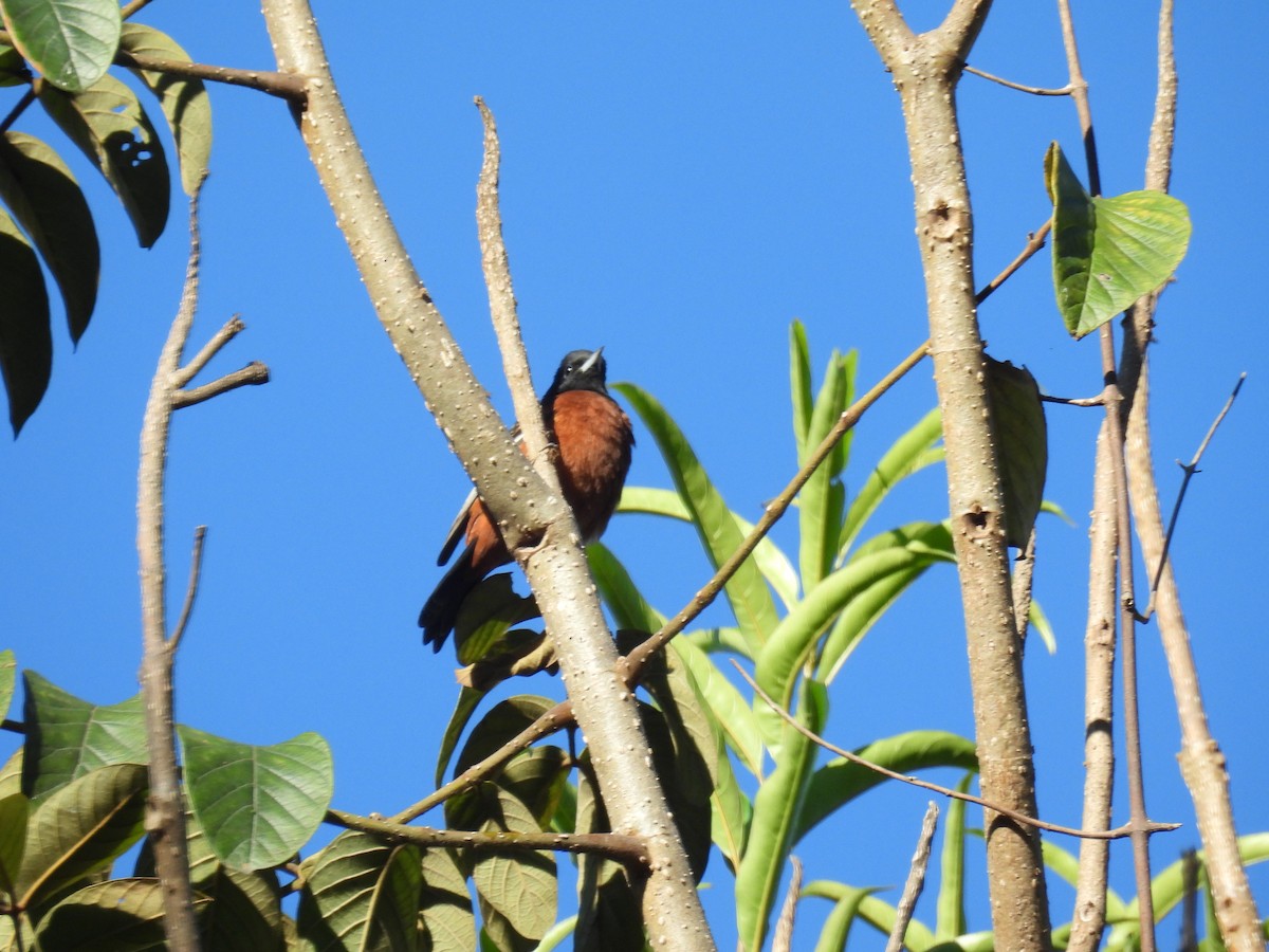 Orchard Oriole - ML640737832