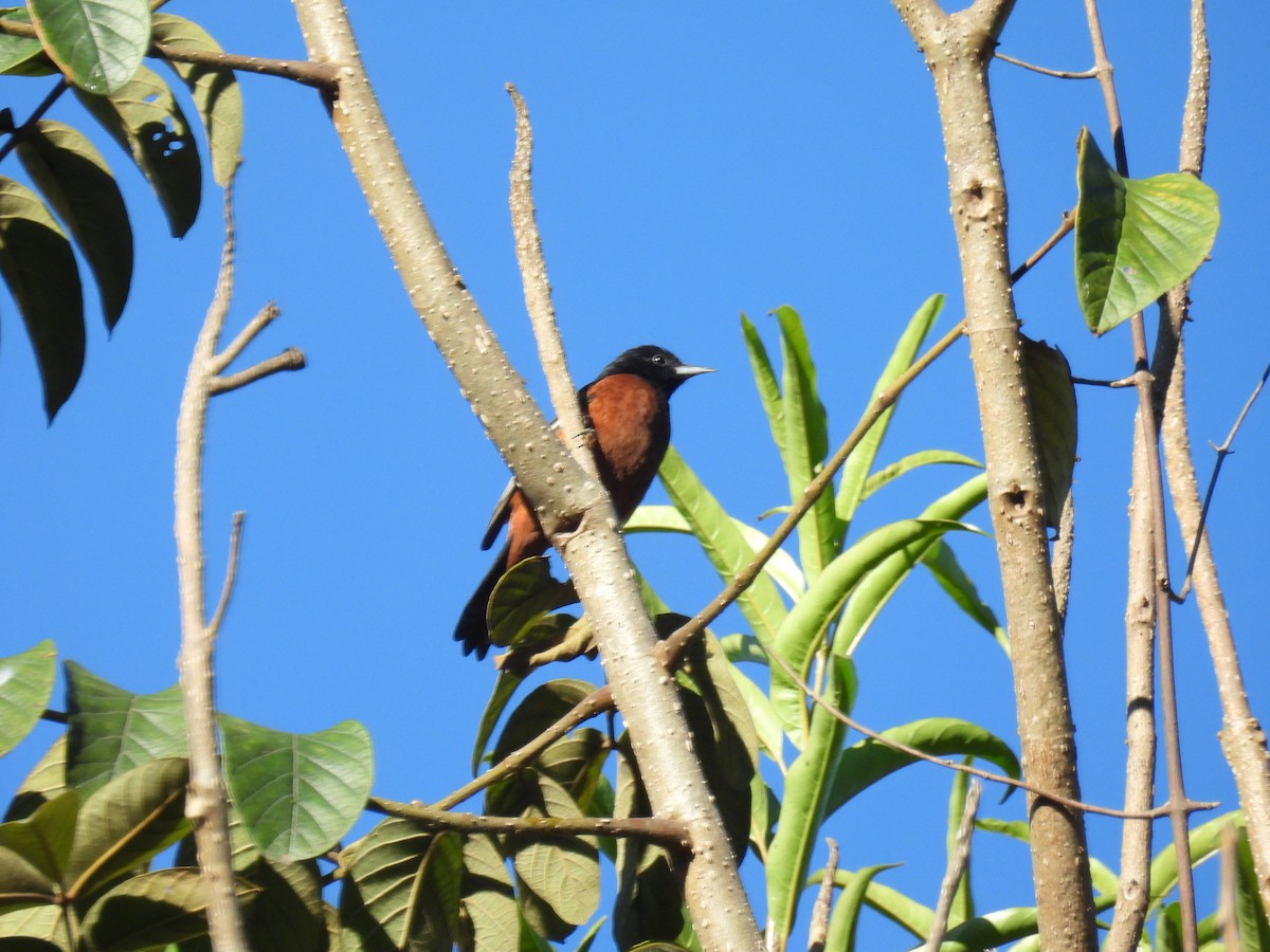 Orchard Oriole - ML640737833