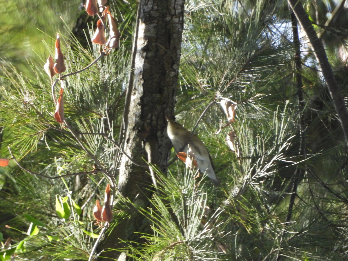 Tennessee Warbler - ML640737844