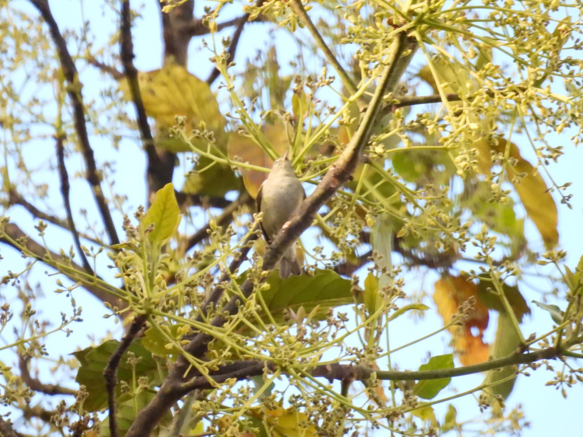 Tennessee Warbler - ML640737845